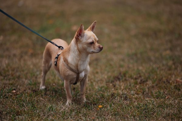 Investire nei Borghi Toscani Ristrutturati: Ideali Strategie per Massimizzare i Tuoi Profitti Immobiliare